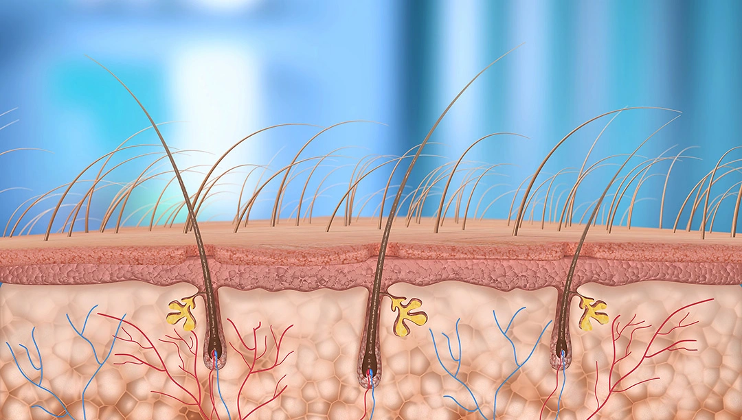 Dermatologie Dermatologie